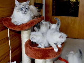 a-wurf-2011_1013_165316aa